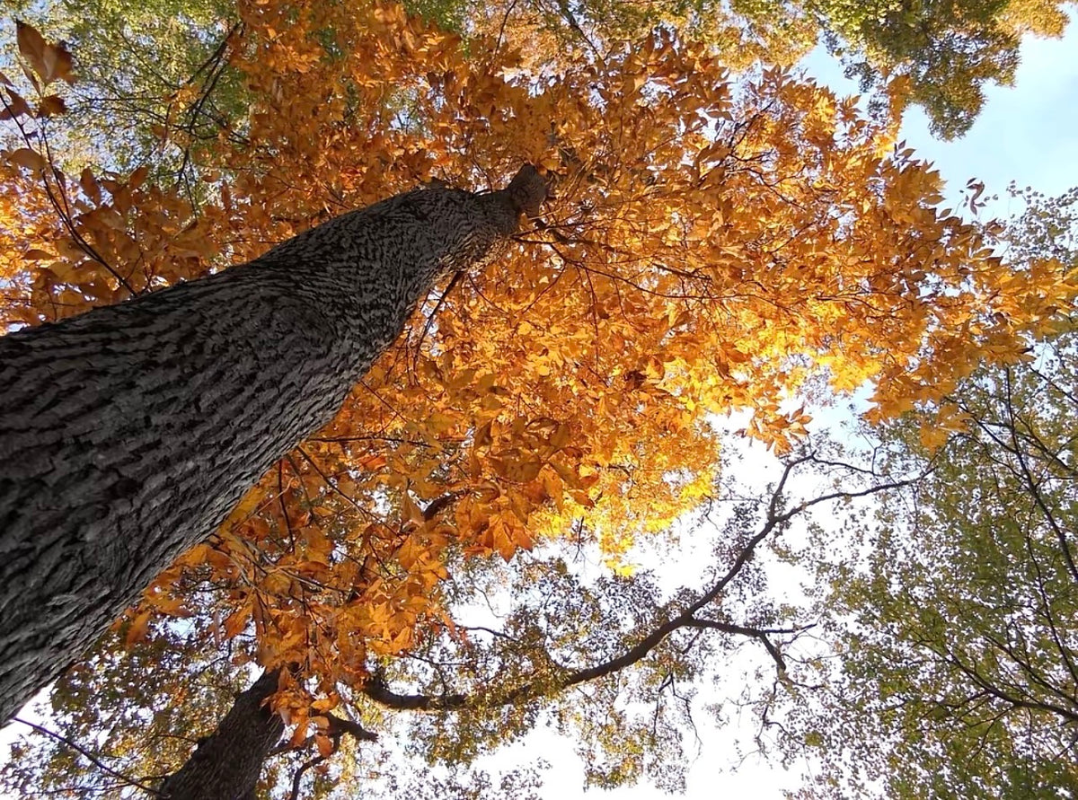 ✨ Nikon Coolpix S2500