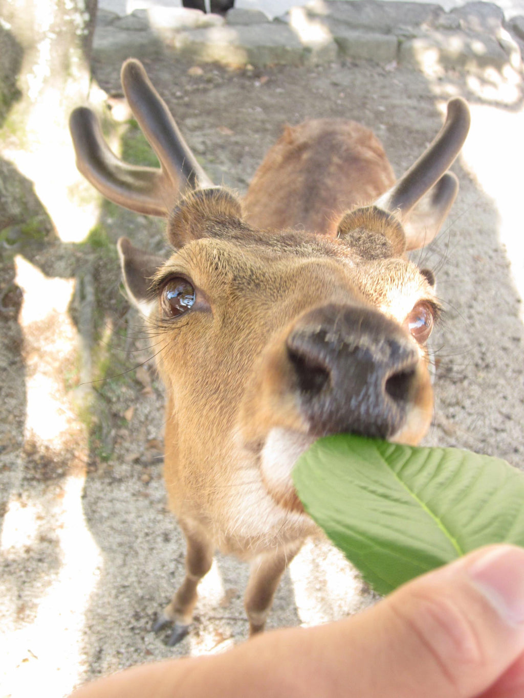Canon IXUS 105